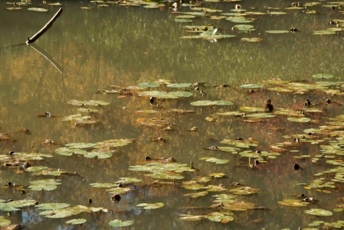 natchez-trace_tishomingo-lillypads