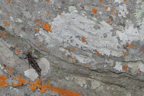 petit-jean_grasshopper